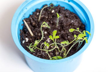 Green sprout is grown in a blue plastic cup