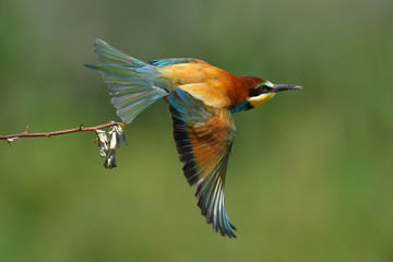 european bee-eater (Merops Apiaster) in natural habitat