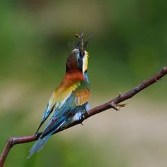 european bee-eater (Merops Apiaster) outdoor
