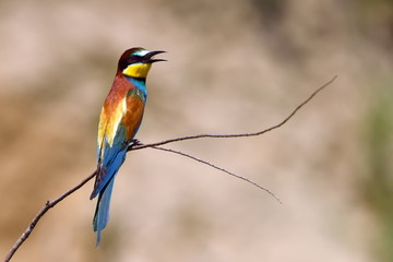 european bee-eater (Merops Apiaster) outdoor