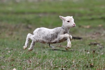Obraz na płótnie Canvas cute lambs on field in spring