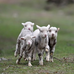 Obraz premium cute lambs on field in spring