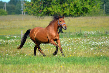 Horse running on the green field