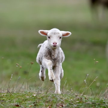 cute lambs on field in spring