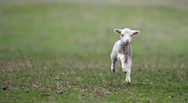 cute lambs on field in spring