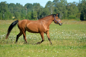 Horse running on the field