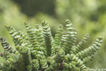 crassula perforata