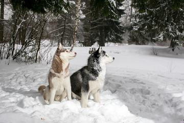 Beautiful Samoyed and husky sitting in the snow. 2 dogs