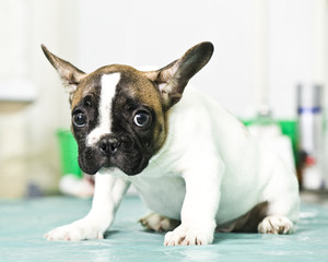 French bulldog puppy  on a veterinary table