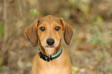 Curious Dog