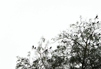 Silhouette of birds on a tree with copyspace