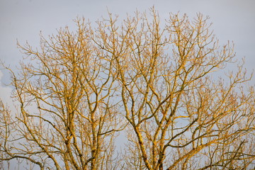 Arbre au soleil couchant