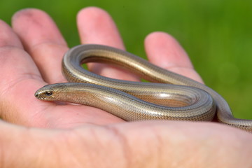 eastern slow-worm (Anguis colchica)