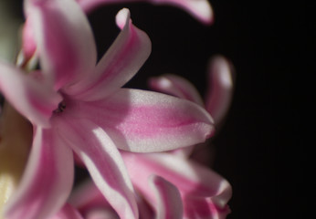Obraz premium Hyacinth blossom, very beautiful, close-up . Selective focus. Pl