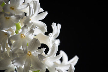 Hyacinth blossom, very beautiful, close-up . Selective focus. Pl