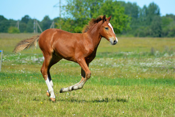 Fototapeta premium Horse foal running on a green meadow
