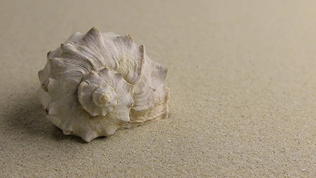 Approximation of sea shell  lying on the sand, top view.