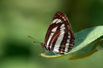 butterfly in natural habitat (neptis sappho)