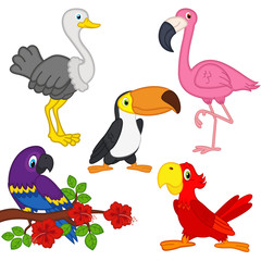 set of isolated exotic birds - vector illustration, eps