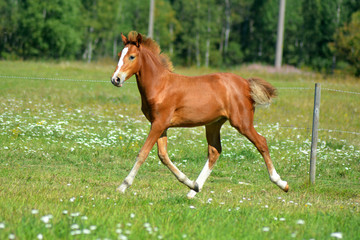Horse foal running on a green meadow