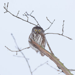 Pygmy Owl (Glaucidium passerinum)