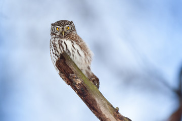 Pygmy Owl (Glaucidium passerinum)