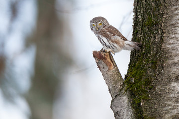 Pygmy Owl (Glaucidium passerinum)