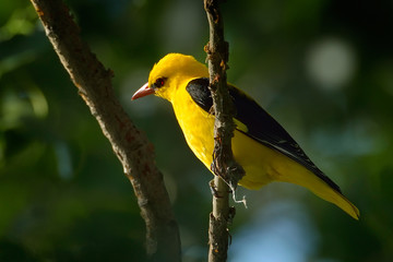 Golden Oriole in natural habitat (Oriolus oriolus)