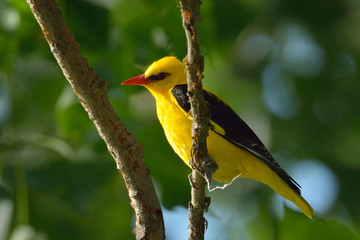 Golden Oriole in natural habitat (Oriolus oriolus)