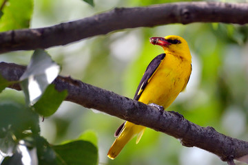Golden Oriole in natural habitat (Oriolus oriolus)
