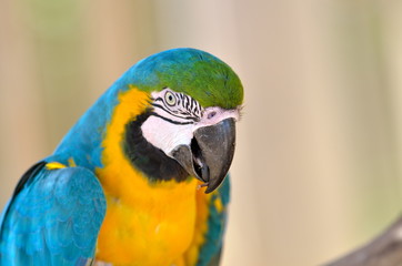 blue-gold macaw