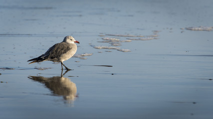 Heermann's gull resting on reflective wet beach sand.  