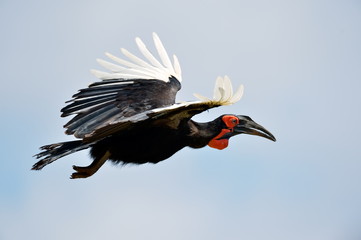 hornbill flying