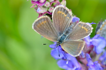 butterfly in natural habitat (plebejus argus)