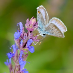 butterfly in natural habitat (plebejus argus)