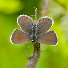 butterfly in natural habitat (plebejus argus)