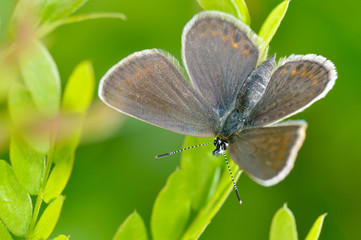 butterfly in natural habitat (plebejus argus)