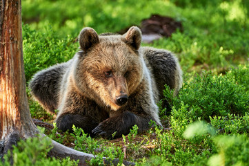 Obraz premium Brown bear lying in the forest