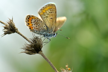 Plakat butterfly in natural habitat (plebejus argus)