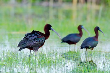 glossy ibis (plegadis falcinellus)