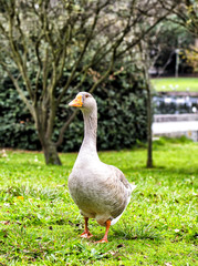 goose