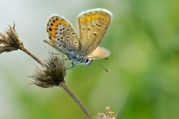 butterfly in natural habitat (plebejus argus)