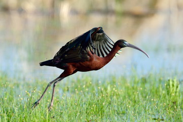 glossy ibis (plegadis falcinellus)