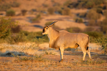 Large male eland antelope (Tragelaphus oryx) in natural habitat, South Africa.