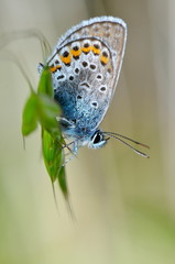 butterfly in natural habitat (plebejus argus)