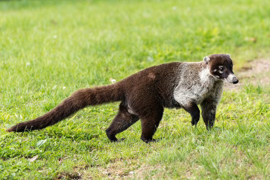 A wild coatimundi raccoon like animal walks on an open field of grass