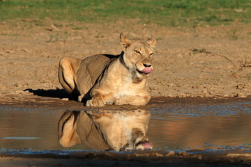 Lioness (Panthera leo) at a waterhole, Kalahari desert, South Africa.