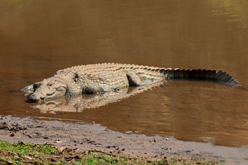 A Nile crocodile (Crocodylus niloticus) basking in shallow water, Kruger National Park, South Africa.
