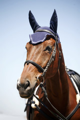 Sport horse portrait during competition with beautiful trappings