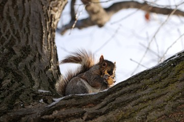 Scoiattolo in inverno parco angrignon di Montreal